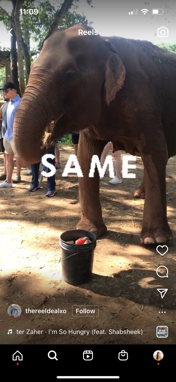 elefante con el mismo texto